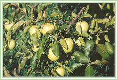 Fruit Farm | Chestnuts | Apples | Peaches | Apricots | Nectarines | Fresh Fruit | Berrien County | Southwestern Michigan